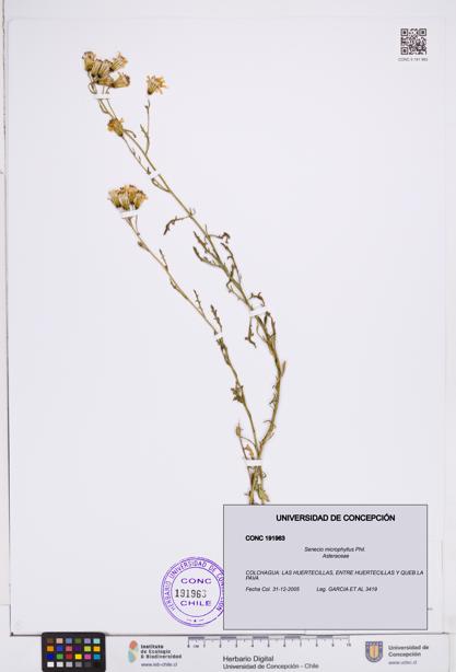 Senecio microphyllus [Espécimen: ]