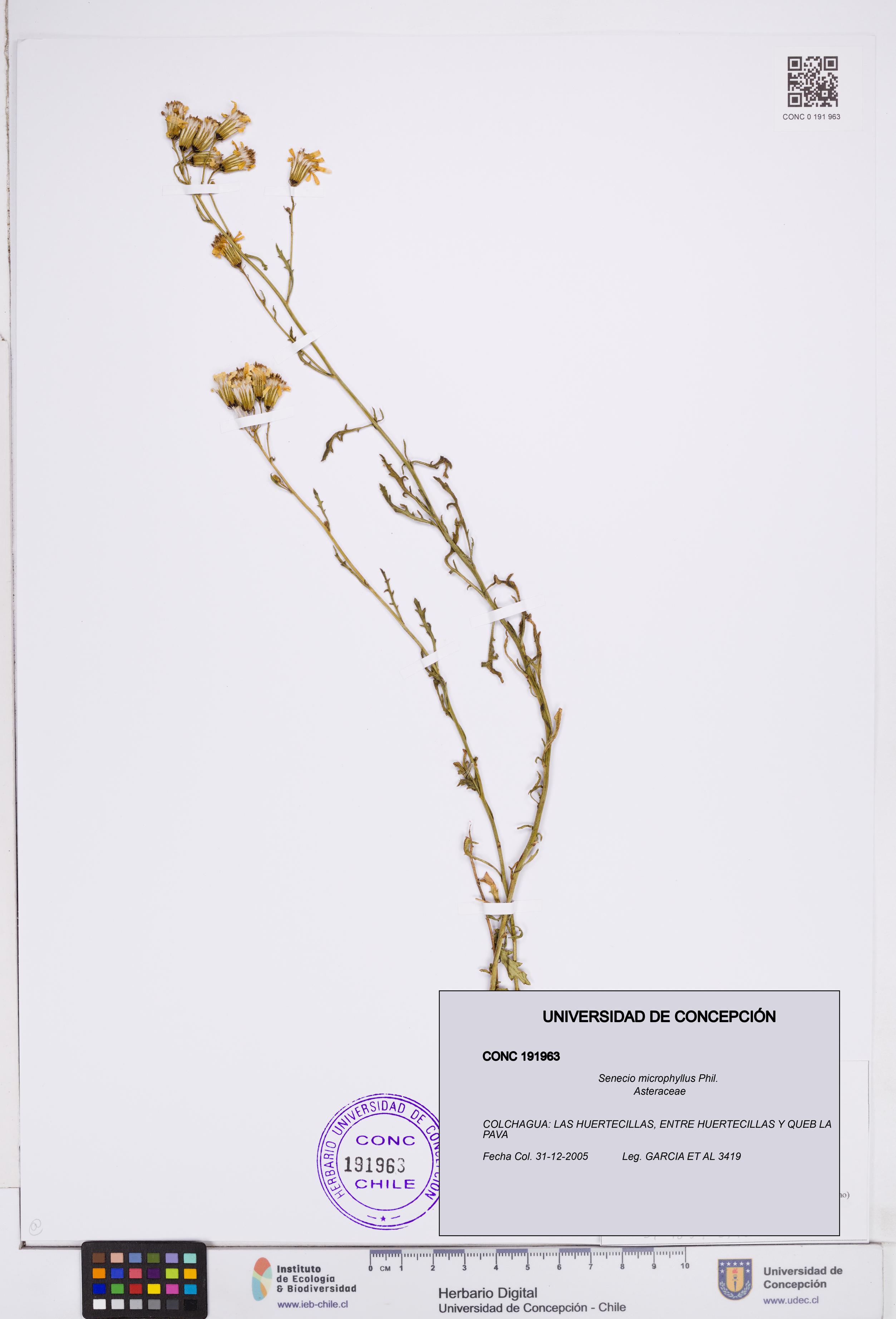 Senecio microphyllus [Espécimen: ]