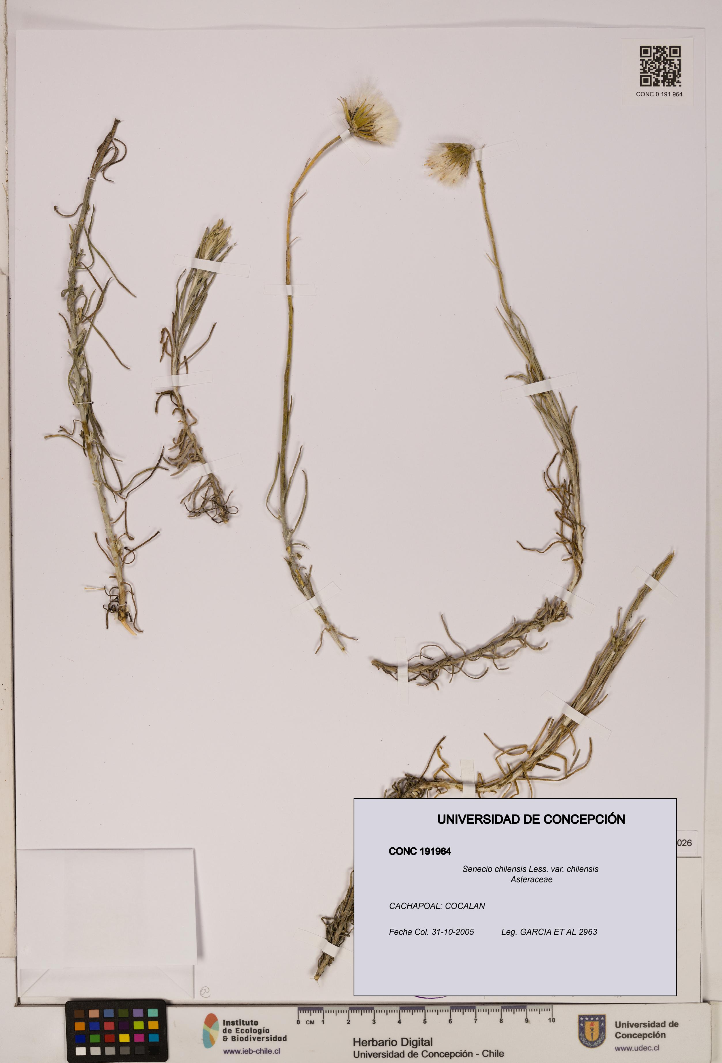 Senecio chilensis var. chilensis [Espécimen: UDEC:CONC:0191964]