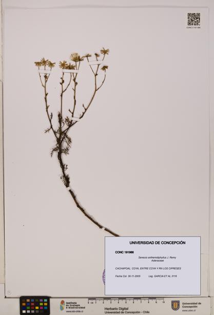 Senecio anthemidiphyllus [Espécimen: UDEC:CONC:0191966]
