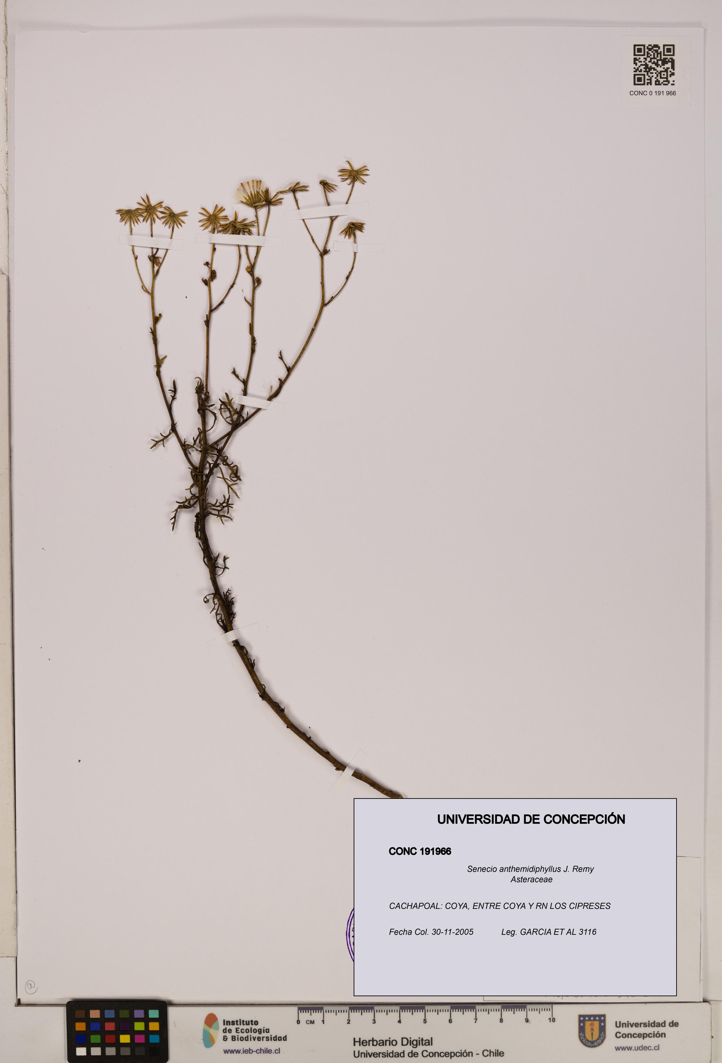 Senecio anthemidiphyllus [Espécimen: UDEC:CONC:0191966]