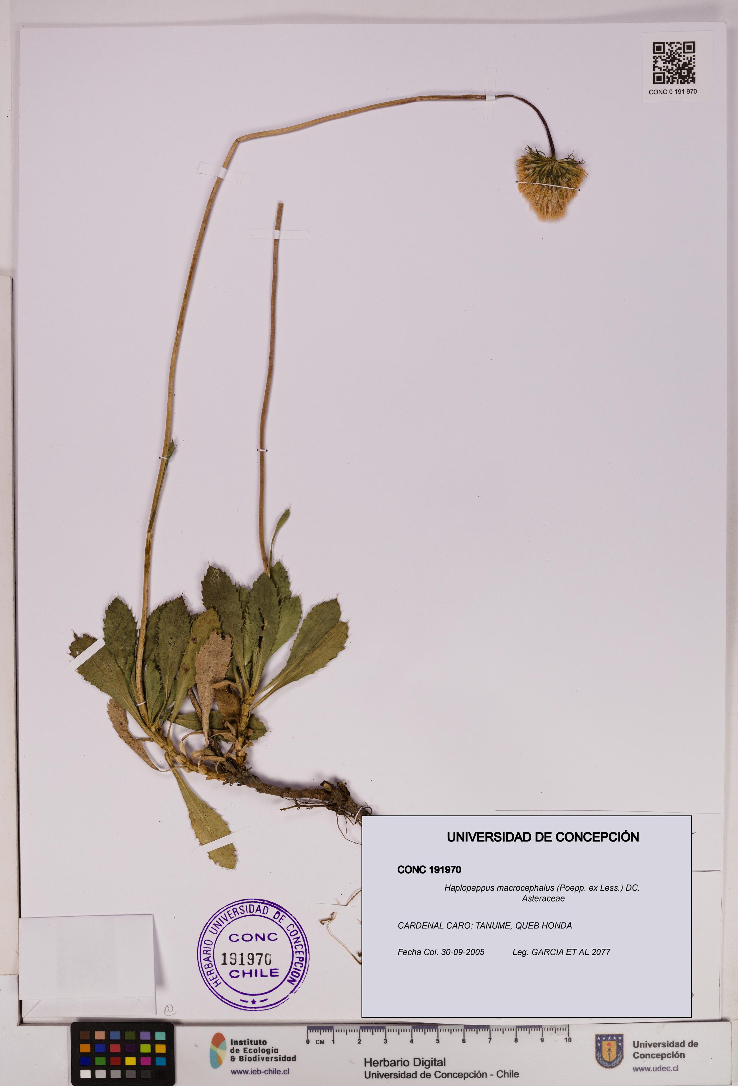 Haplopappus macrocephalus [Espécimen: UDEC:CONC:0191970]
