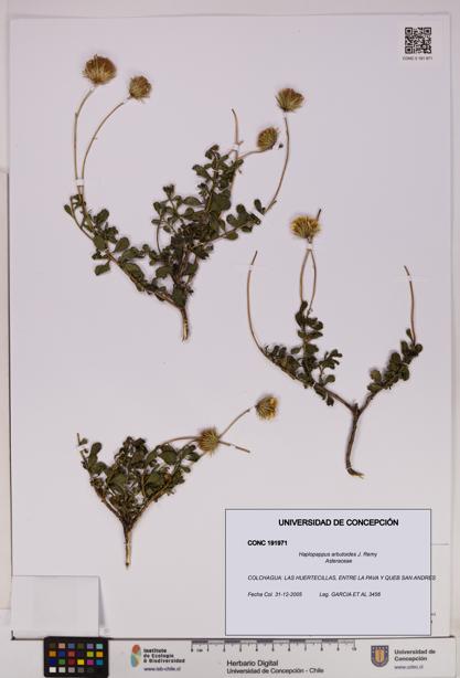 Haplopappus arbutoides [Espécimen: UDEC:CONC:0191971]