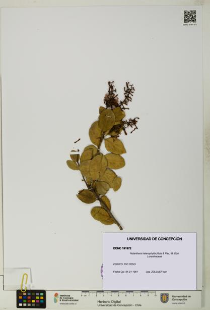 Notanthera heterophylla [Espécimen: UDEC:CONC:0191972]