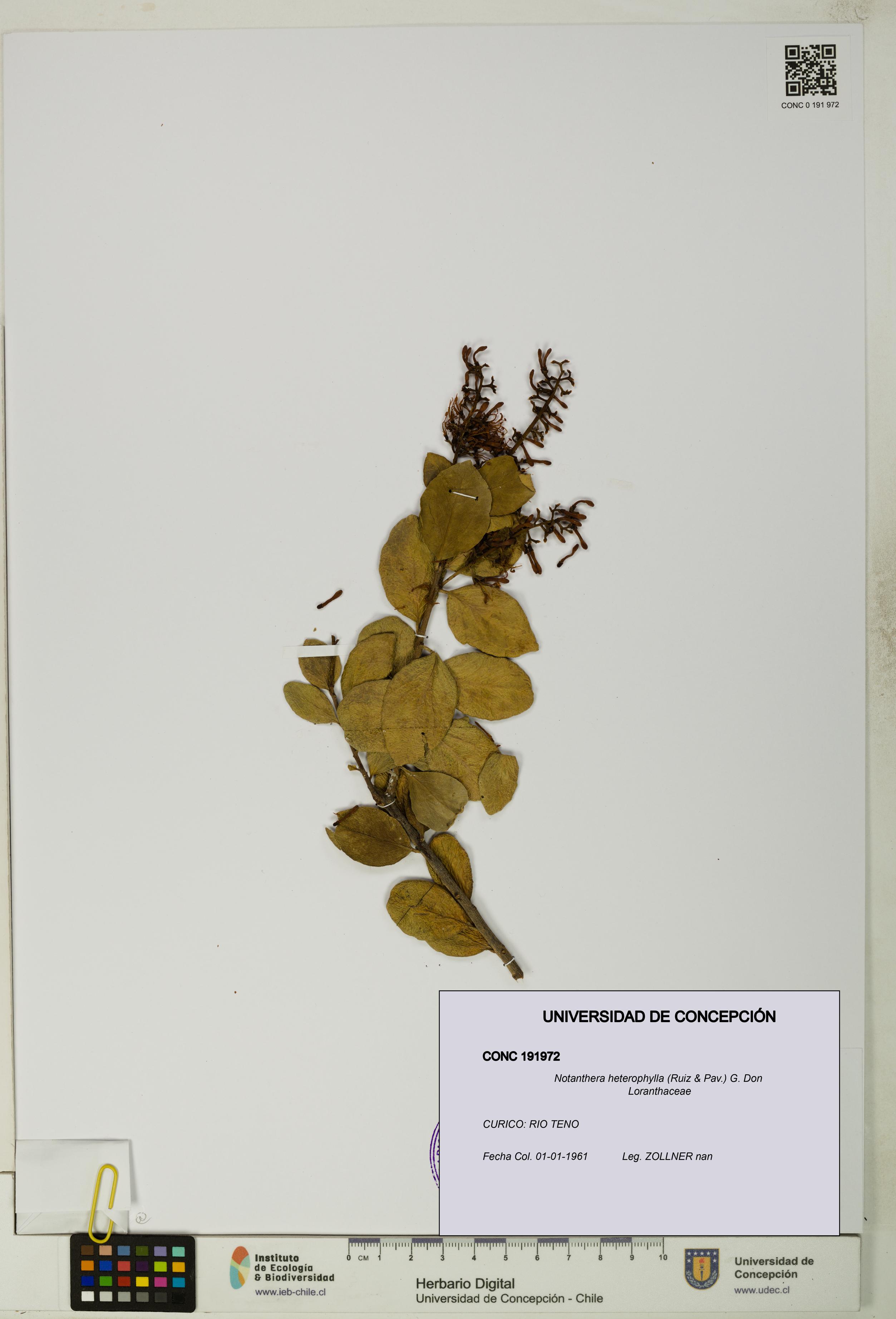 Notanthera heterophylla [Espécimen: UDEC:CONC:0191972]