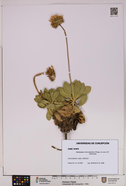 Haplopappus macrocephalus [Espécimen: UDEC:CONC:0191973]