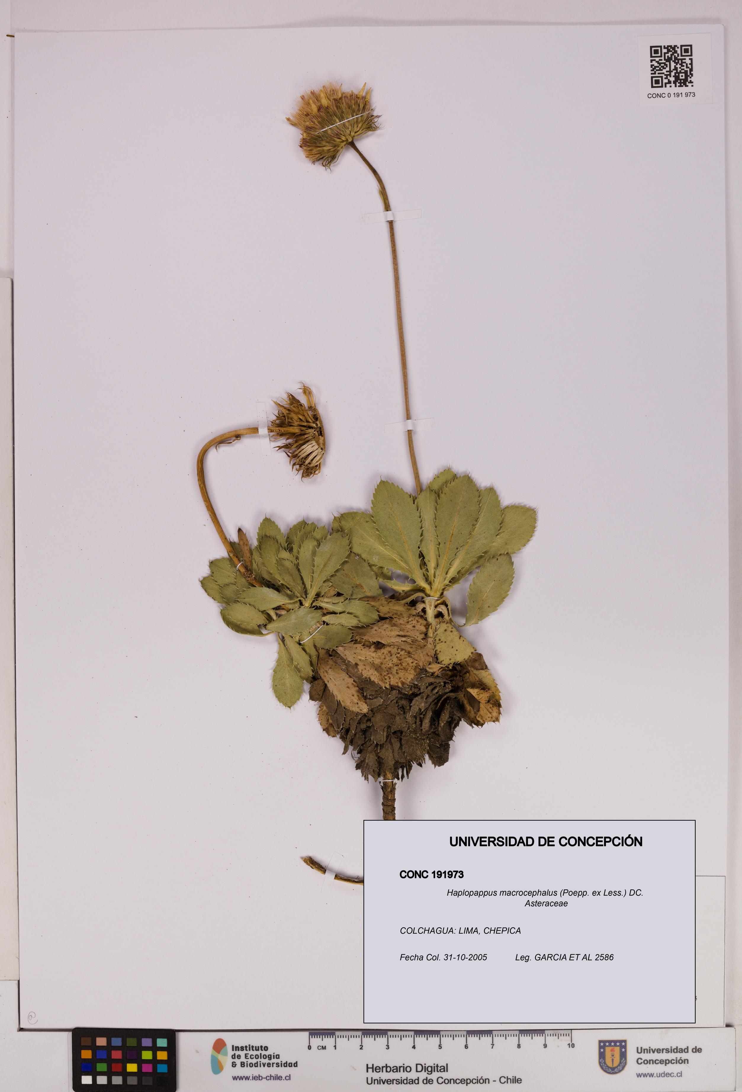 Haplopappus macrocephalus [Espécimen: UDEC:CONC:0191973]