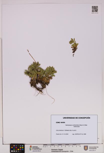 Haplopappus anthylloides [Espécimen: UDEC:CONC:0191974]