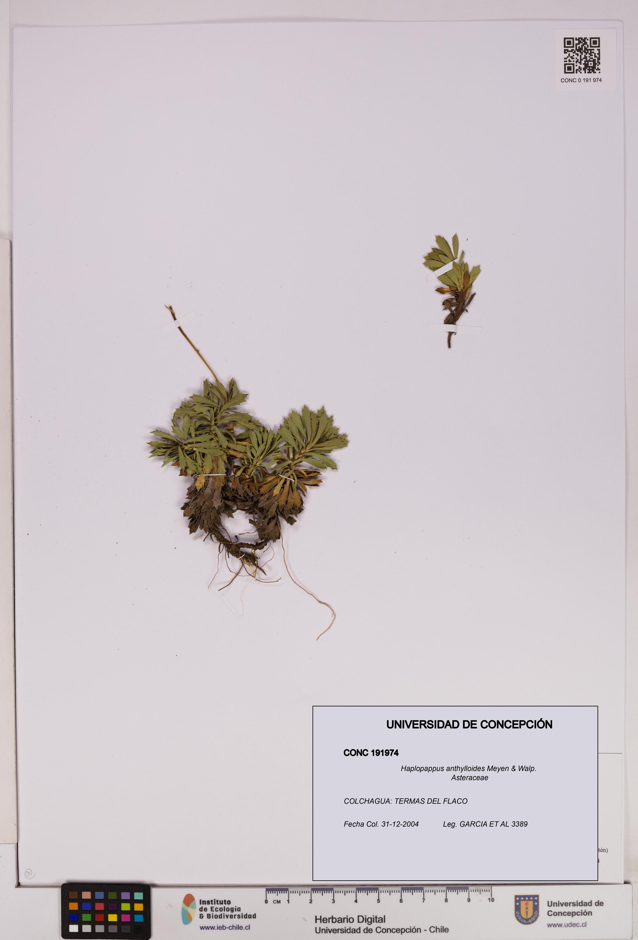 Haplopappus anthylloides [Espécimen: UDEC:CONC:0191974]