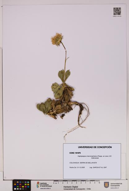 Haplopappus macrocephalus [Espécimen: UDEC:CONC:0191975]