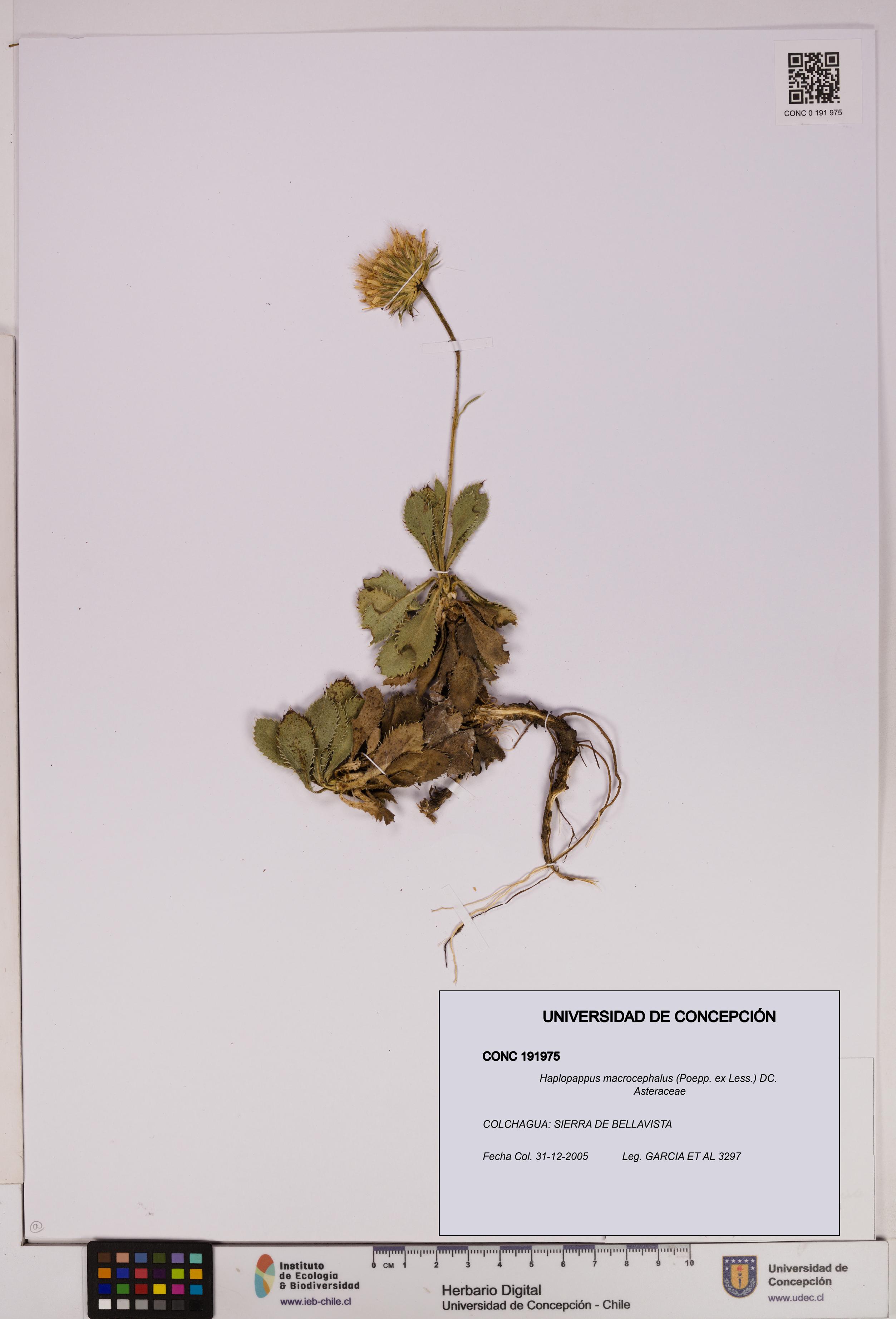 Haplopappus macrocephalus [Espécimen: UDEC:CONC:0191975]