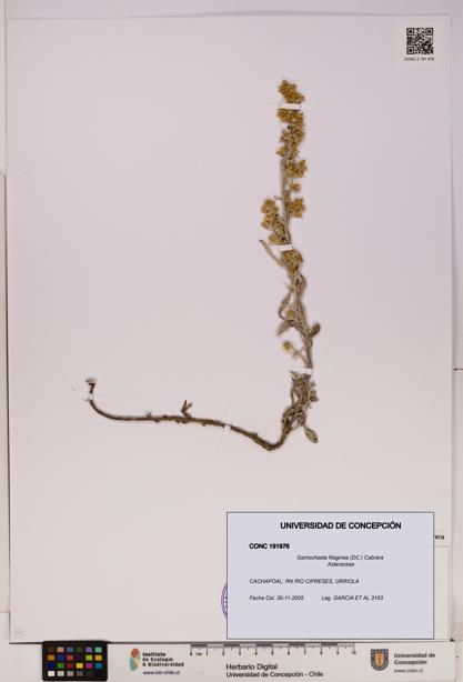 Gamochaeta filaginea [Espécimen: UDEC:CONC:0191976]