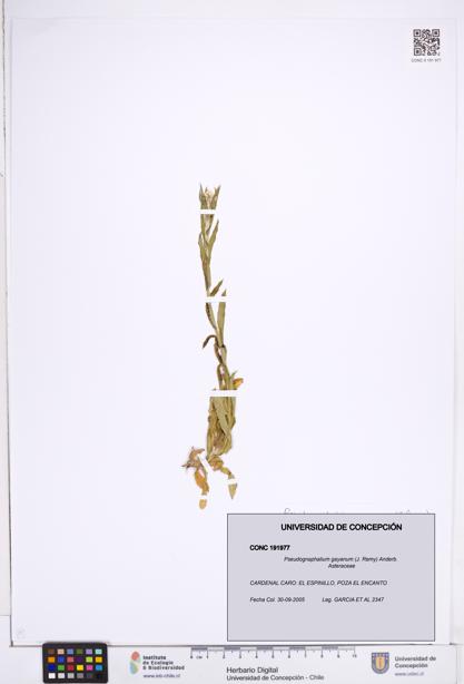 Pseudognaphalium gayanum [Espécimen: ]