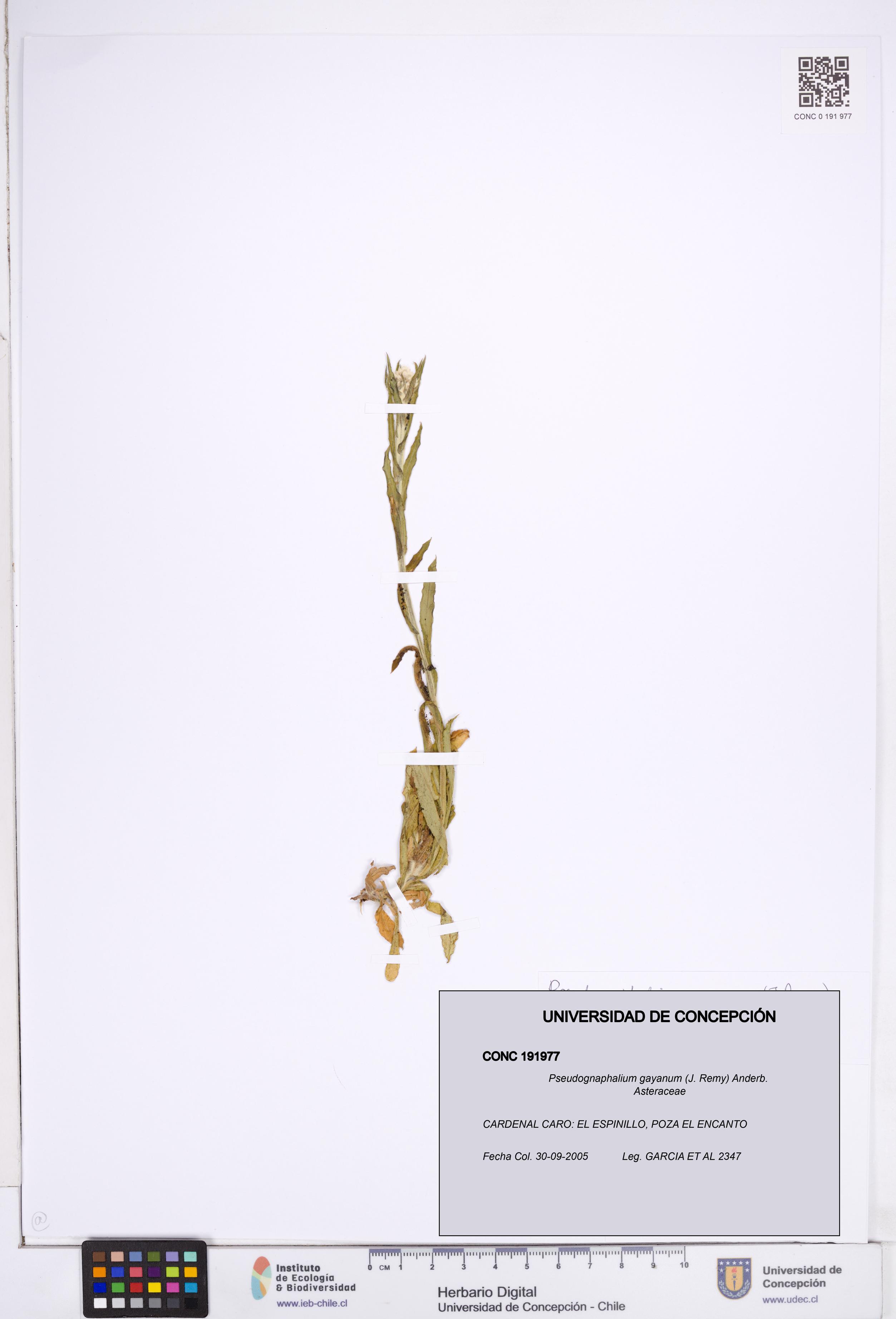 Pseudognaphalium gayanum [Espécimen: ]