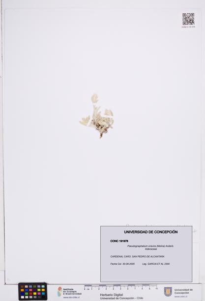 Pseudognaphalium viravira [Espécimen: ]