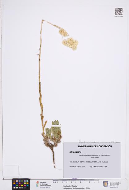 Pseudognaphalium gayanum [Espécimen: ]