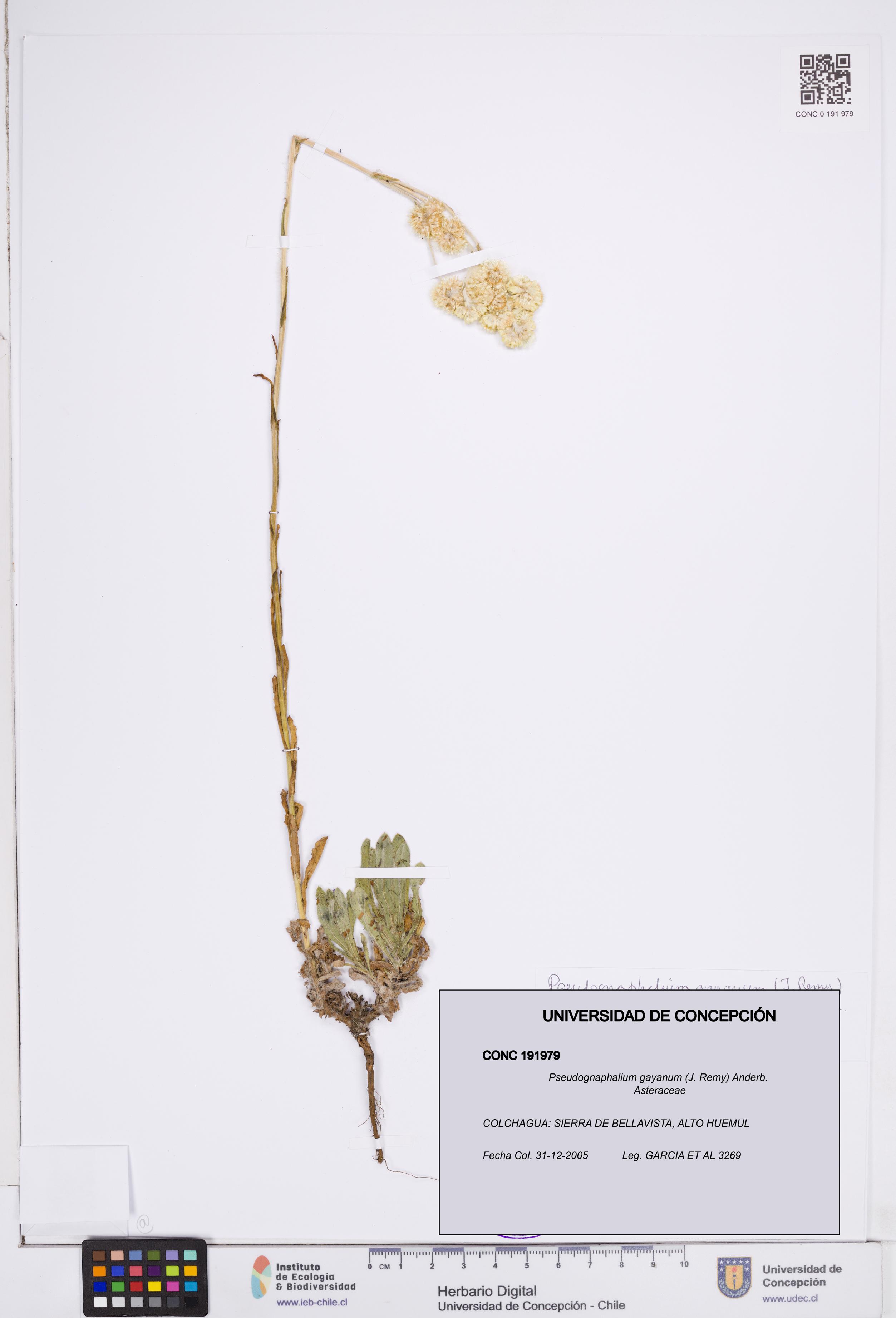 Pseudognaphalium gayanum [Espécimen: ]
