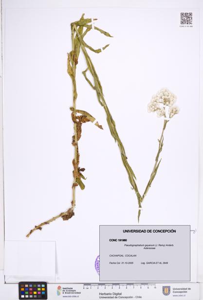 Pseudognaphalium gayanum [Espécimen: ]