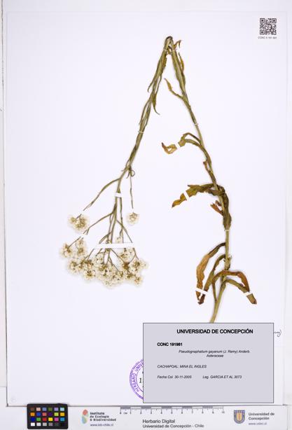Pseudognaphalium gayanum [Espécimen: ]