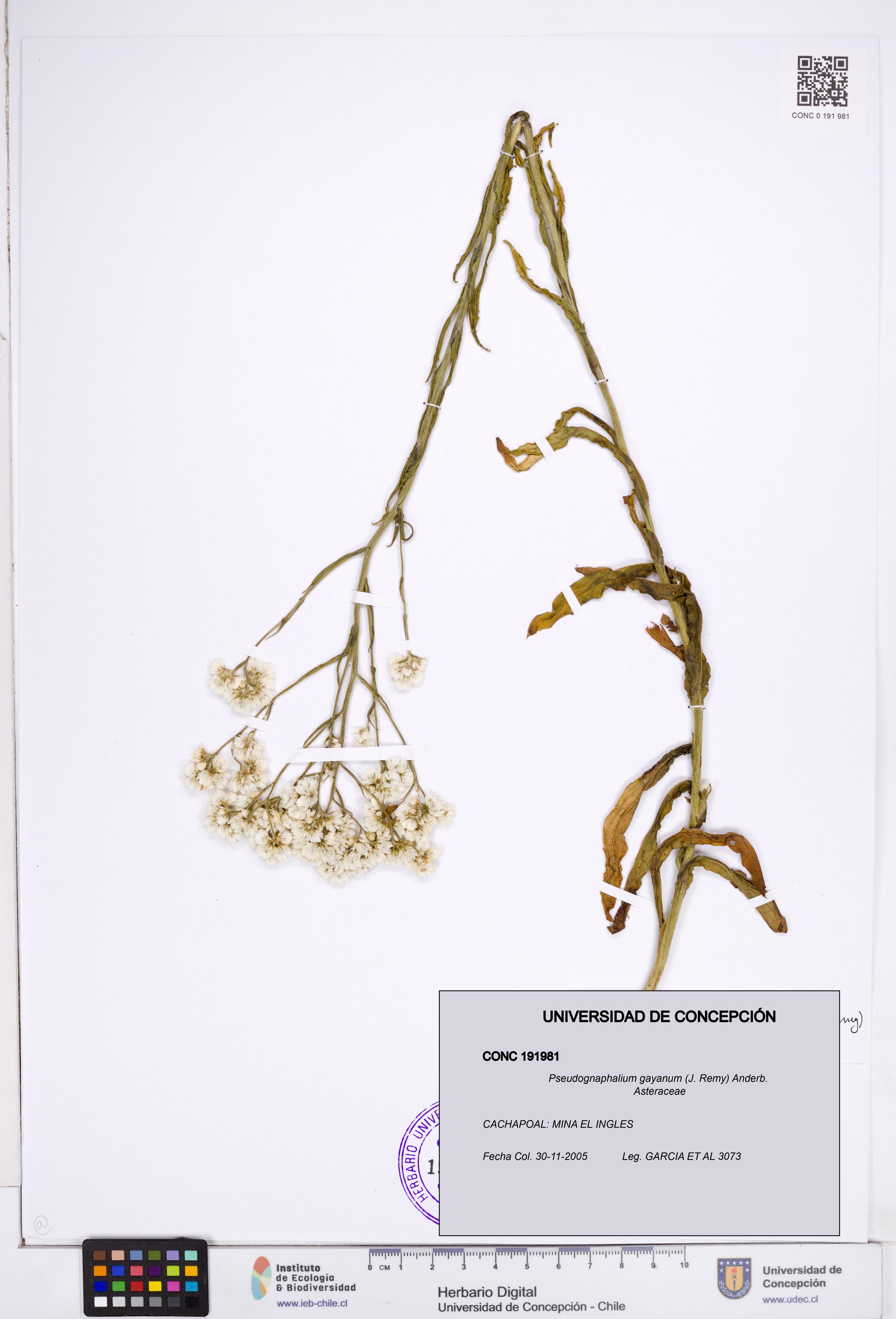 Pseudognaphalium gayanum [Espécimen: ]