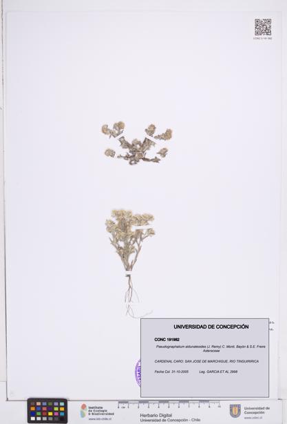 Pseudognaphalium aldunateoides [Espécimen: ]