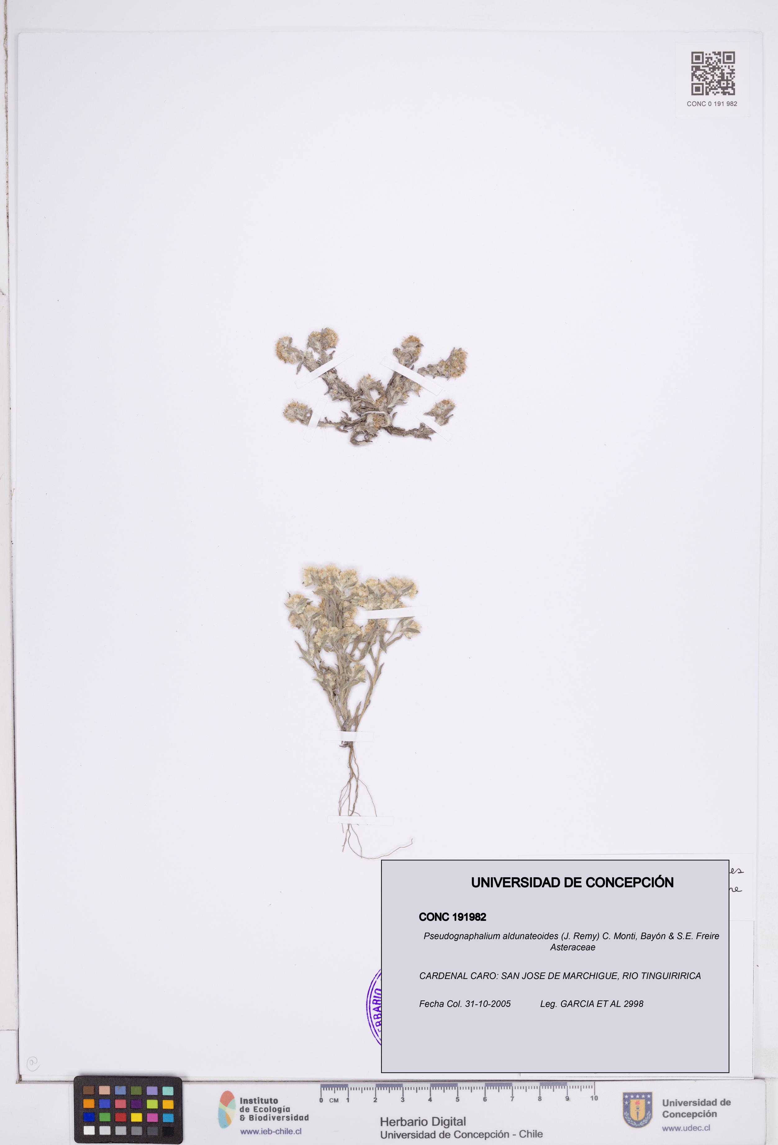 Pseudognaphalium aldunateoides [Espécimen: ]