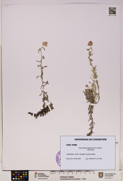 Gamochaeta filaginea [Espécimen: UDEC:CONC:0191983]