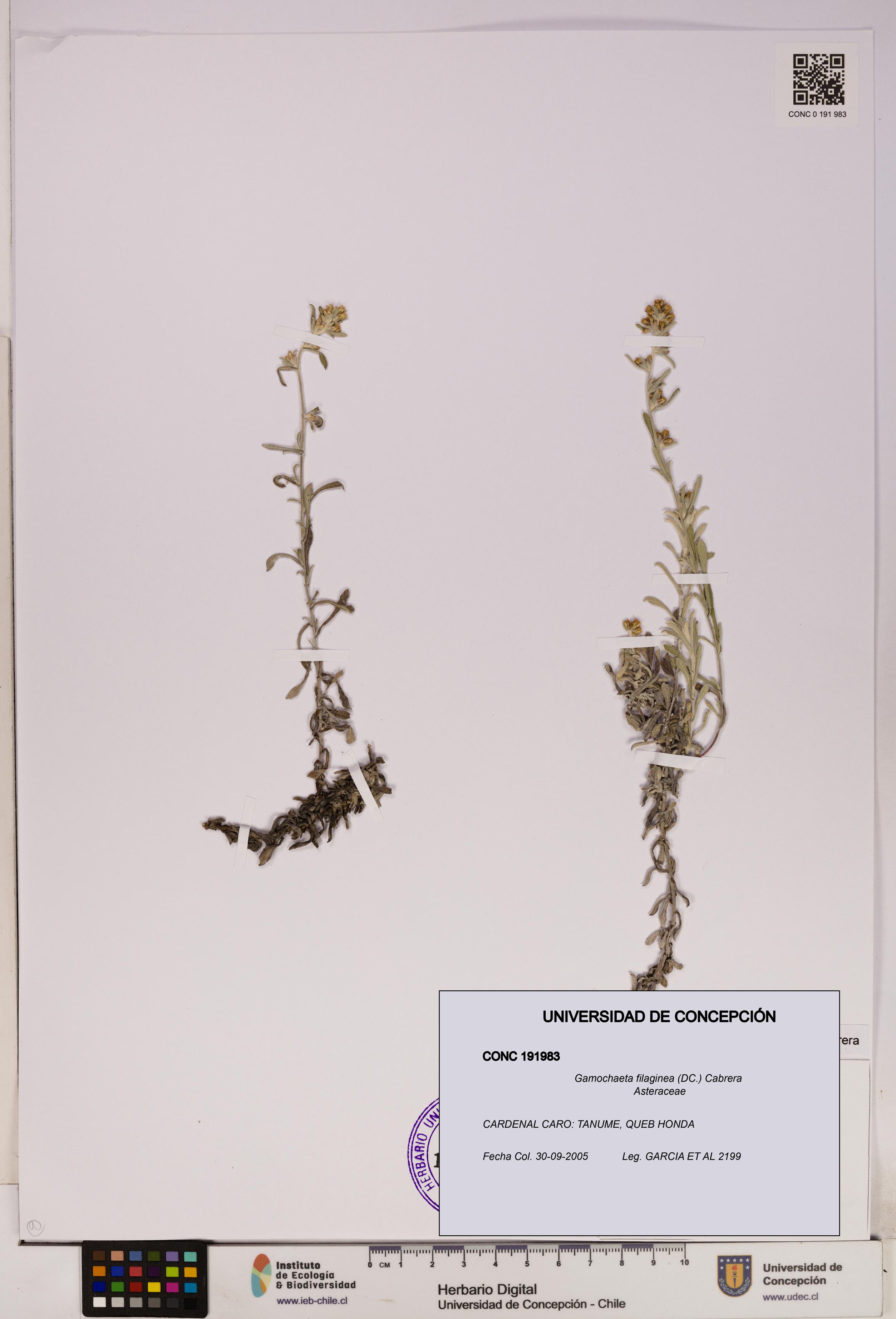 Gamochaeta filaginea [Espécimen: UDEC:CONC:0191983]