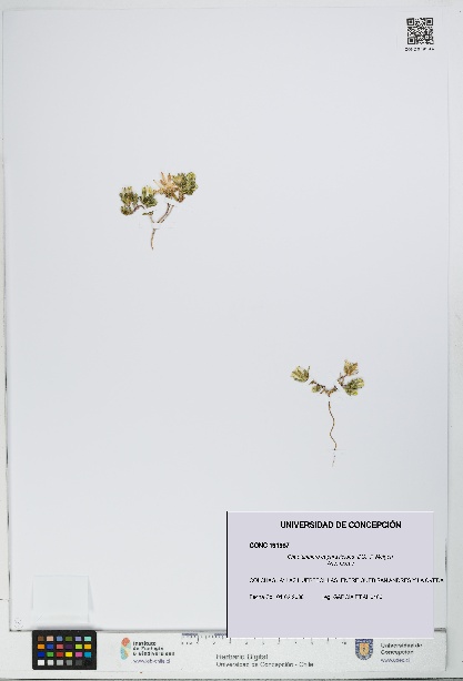 Chaetanthera euphrasioides [Espécimen: UDEC:CONC:0191987]