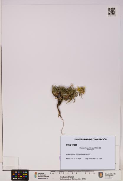 Chaetanthera chilensis [Espécimen: UDEC:CONC:0191988]
