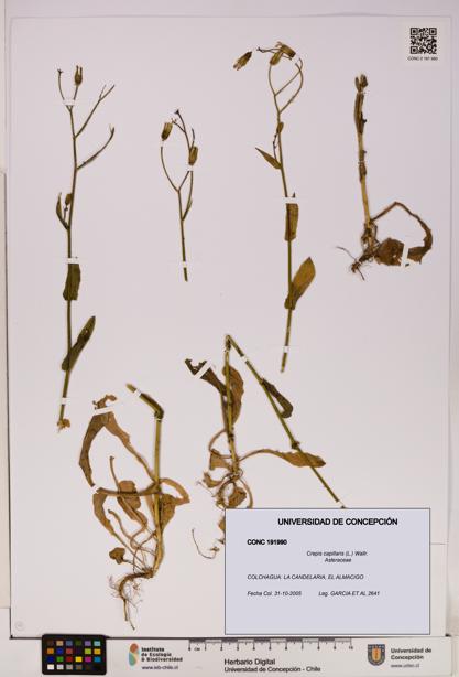 Crepis capillaris [Espécimen: UDEC:CONC:0191990]
