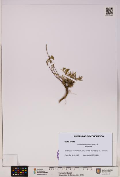 Chaetanthera chilensis [Espécimen: UDEC:CONC:0191992]