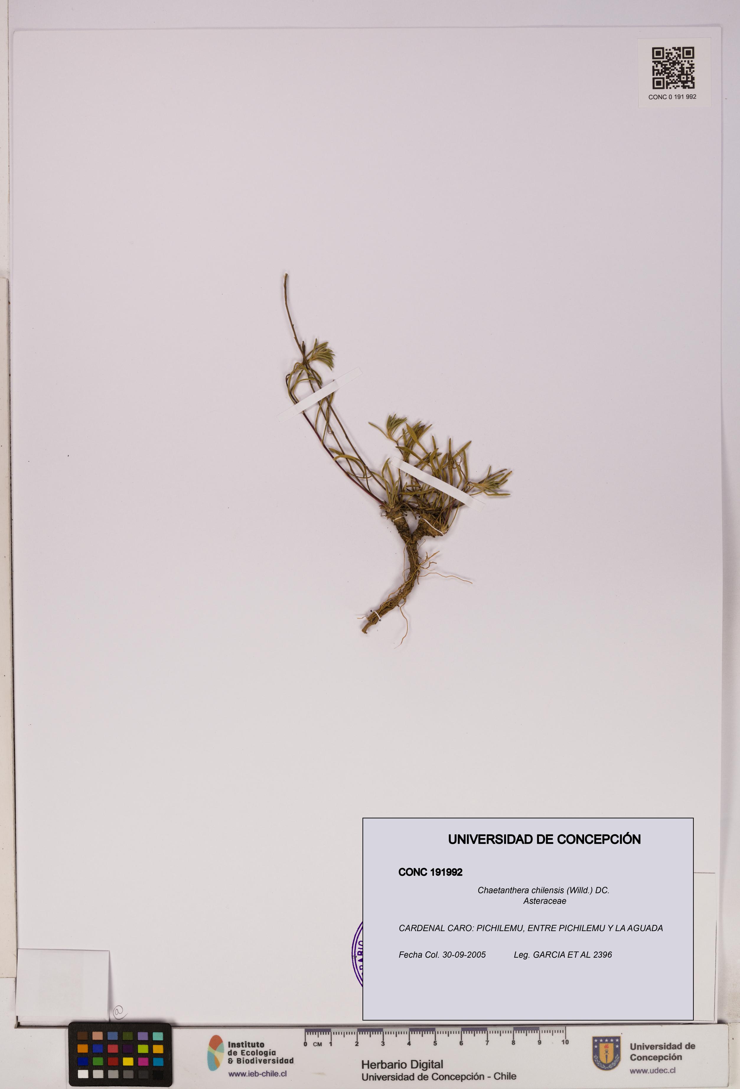 Chaetanthera chilensis [Espécimen: UDEC:CONC:0191992]