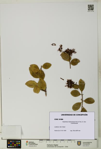 Notanthera heterophylla [Espécimen: UDEC:CONC:0191994]
