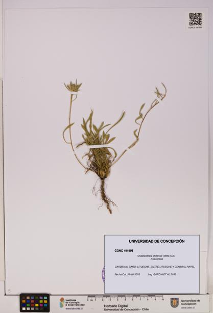 Chaetanthera chilensis [Espécimen: UDEC:CONC:0191995]