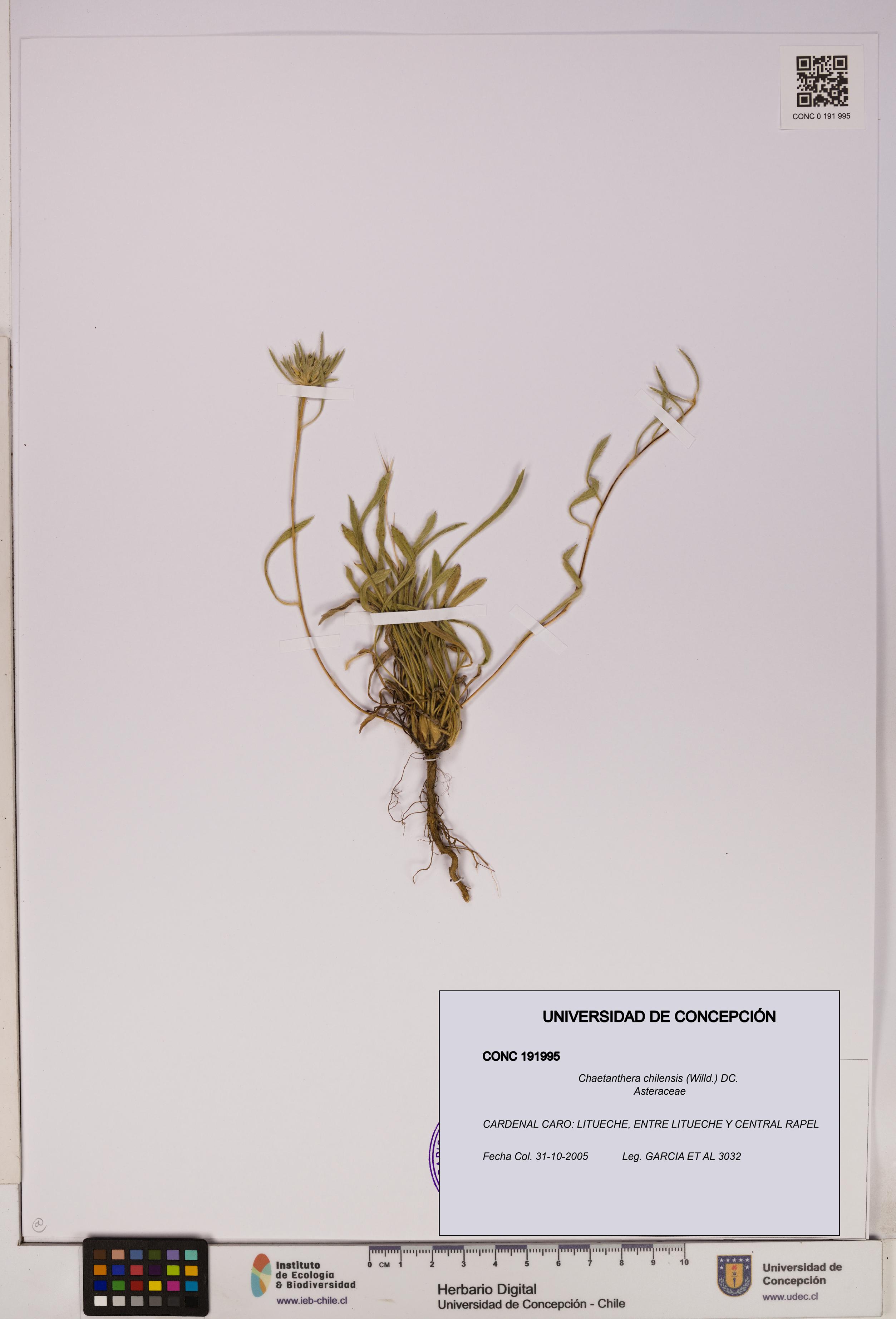 Chaetanthera chilensis [Espécimen: UDEC:CONC:0191995]