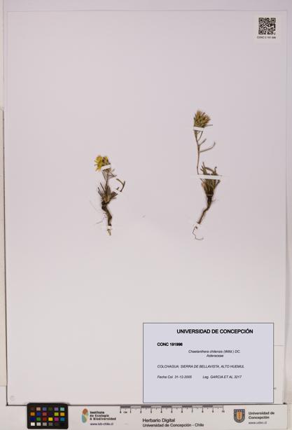 Chaetanthera chilensis [Espécimen: UDEC:CONC:0191996]
