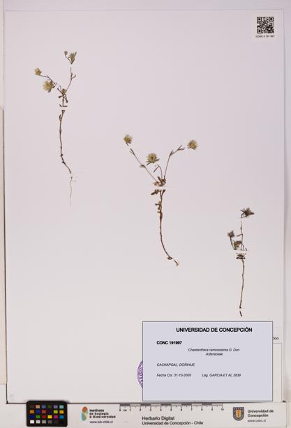 Chaetanthera ramosissima [Espécimen: UDEC:CONC:0191997]