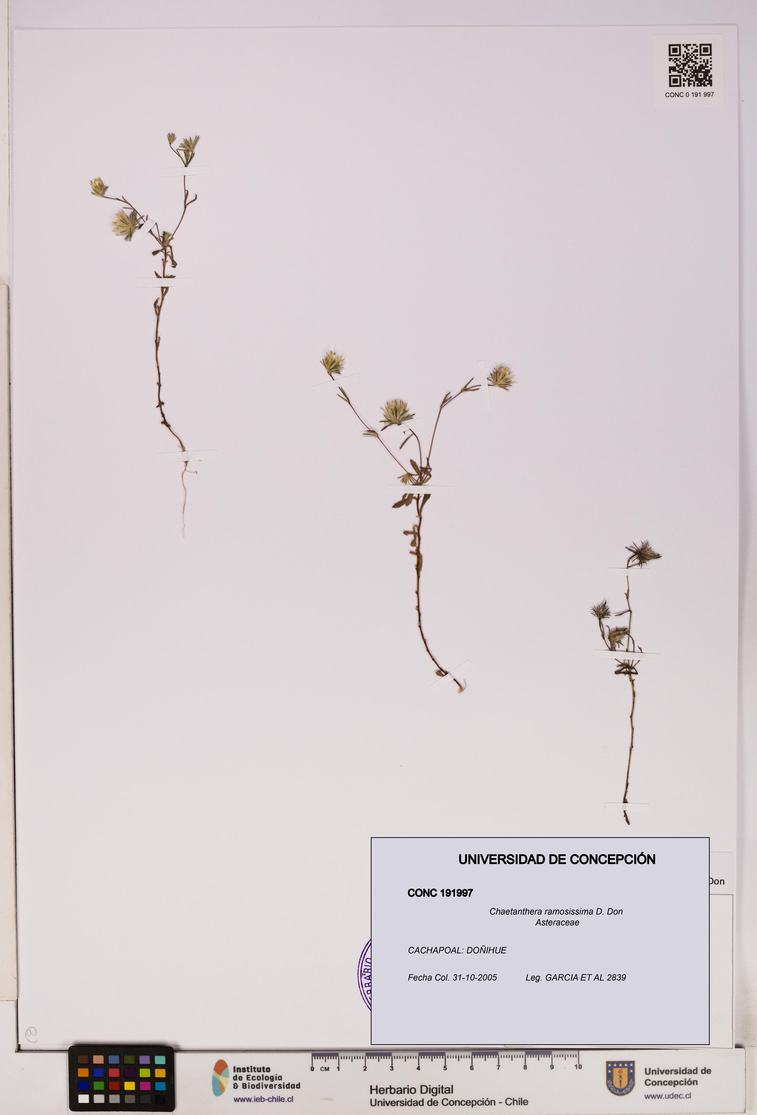 Chaetanthera ramosissima [Espécimen: UDEC:CONC:0191997]