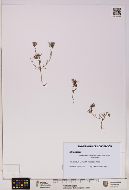 Chaetanthera microphylla [Espécimen: UDEC:CONC:0191998]