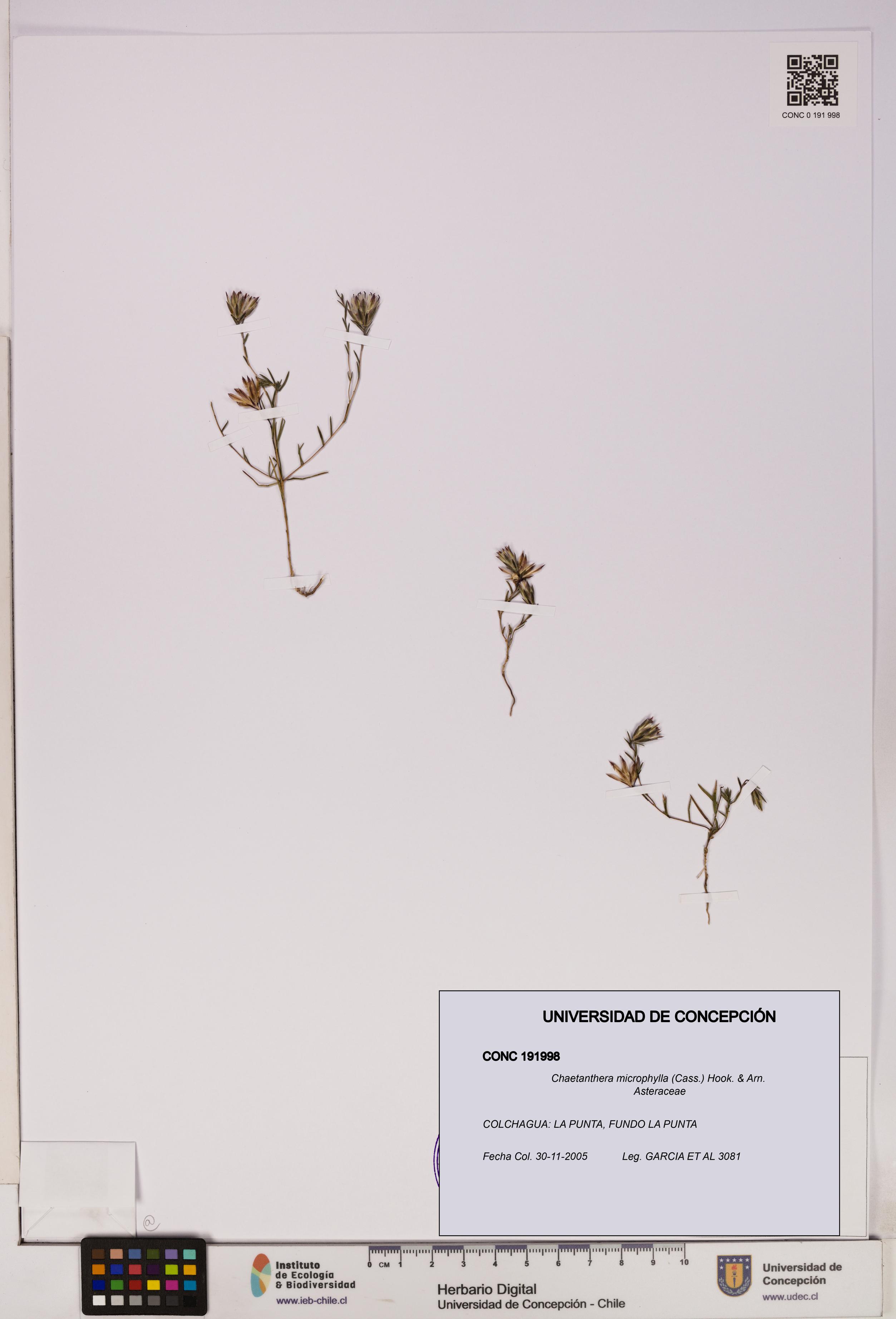Chaetanthera microphylla [Espécimen: UDEC:CONC:0191998]