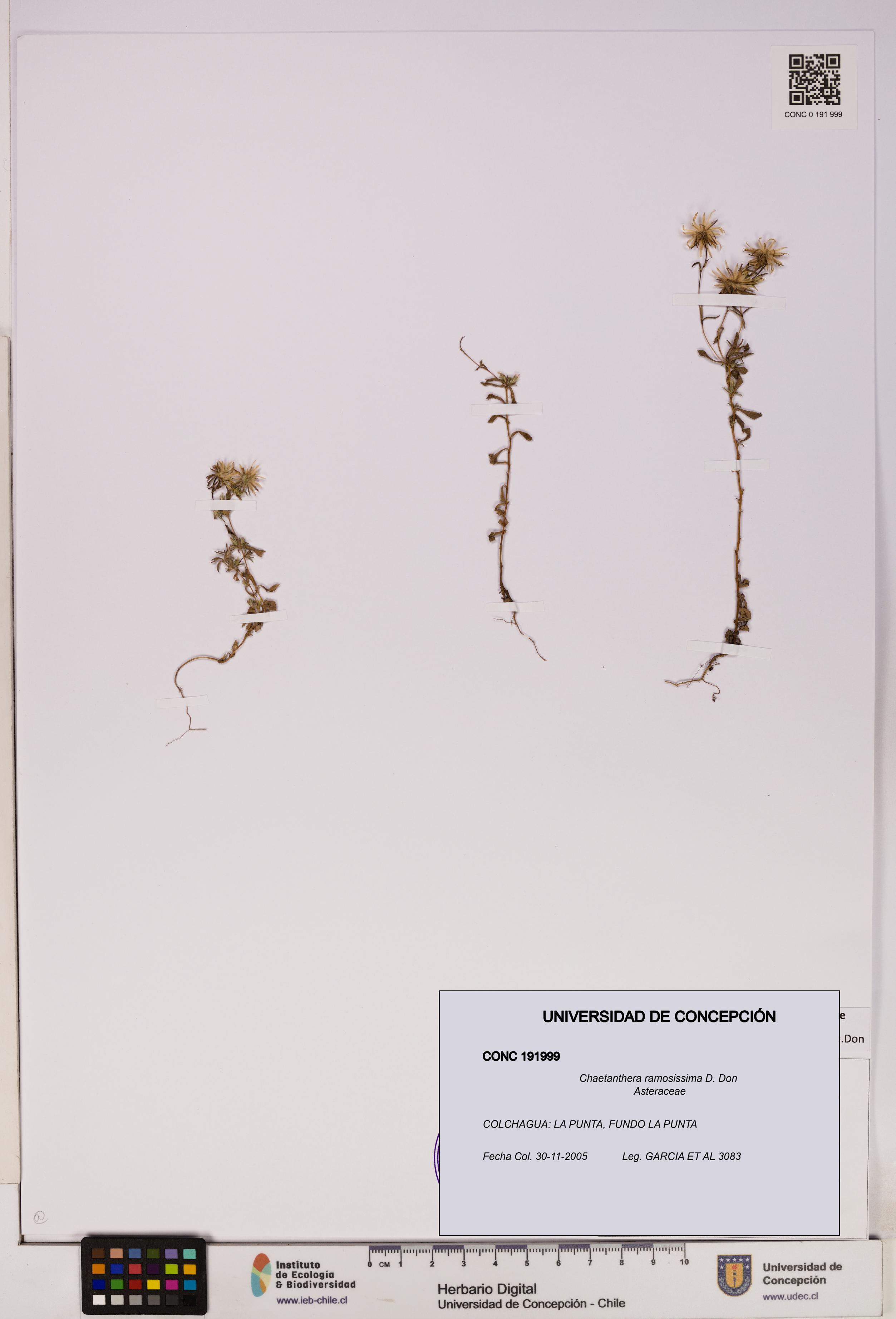 Chaetanthera ramosissima [Espécimen: UDEC:CONC:0191999]