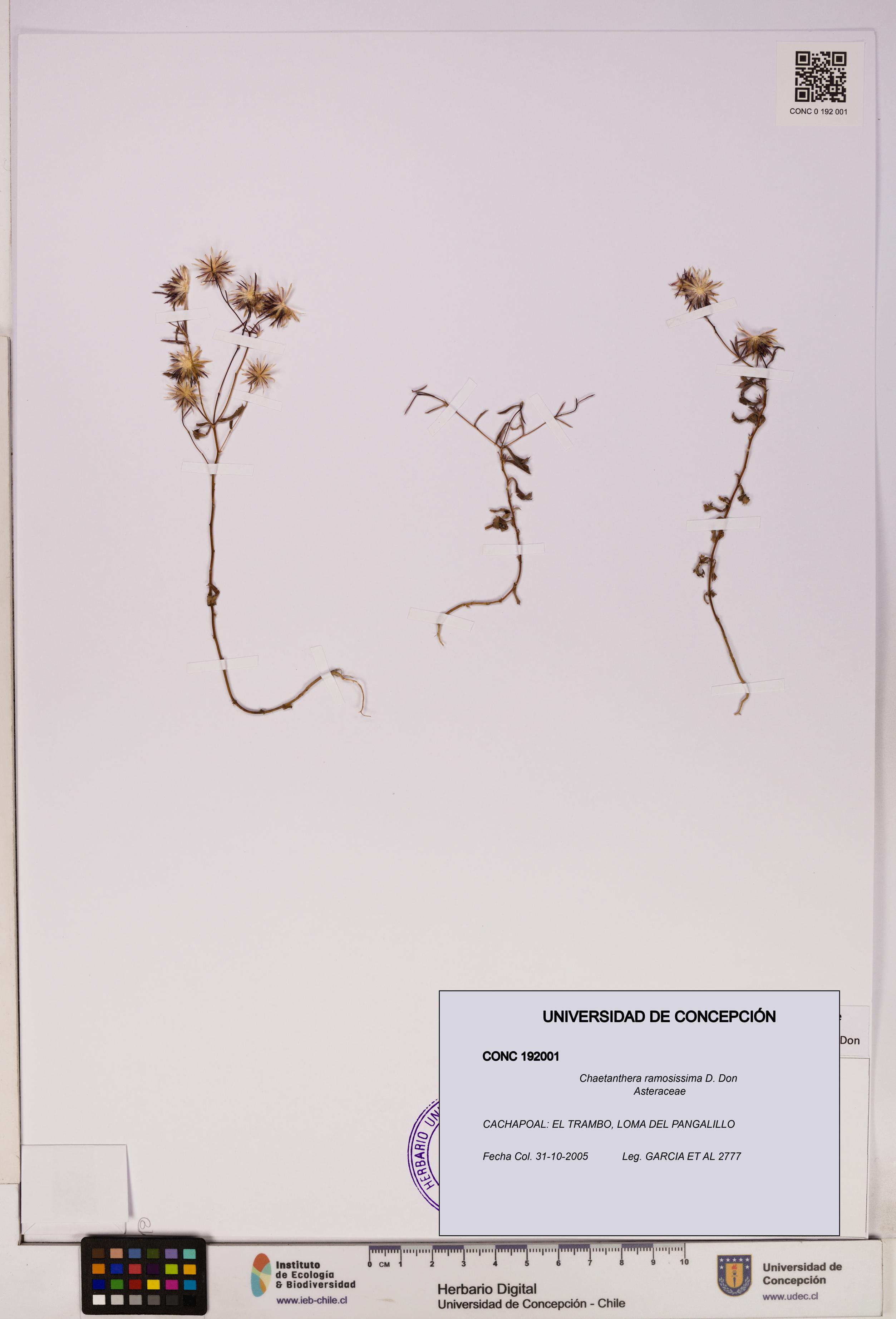 Chaetanthera ramosissima [Espécimen: UDEC:CONC:0192001]