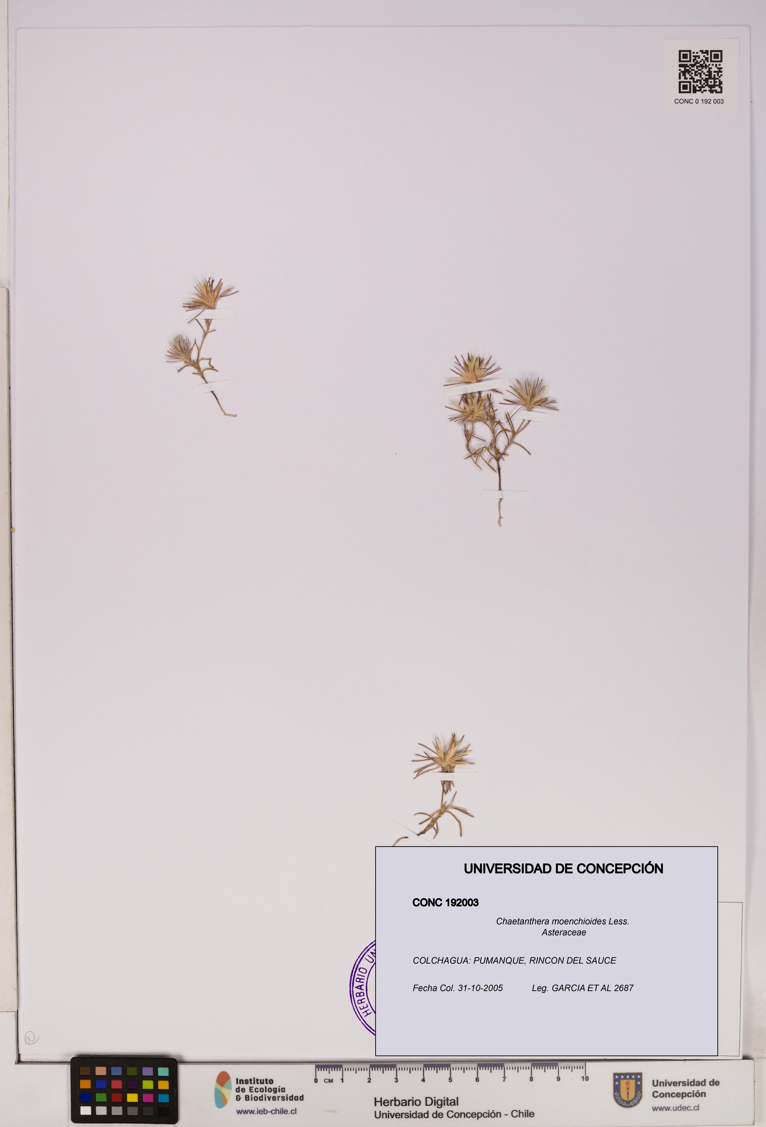 Chaetanthera moenchioides [Espécimen: UDEC:CONC:0192003]