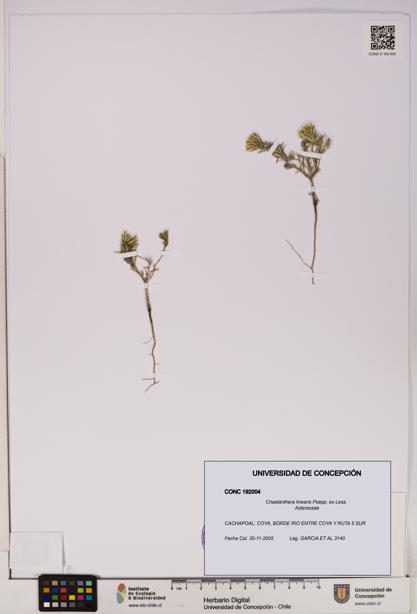 Chaetanthera linearis [Espécimen: UDEC:CONC:0192004]