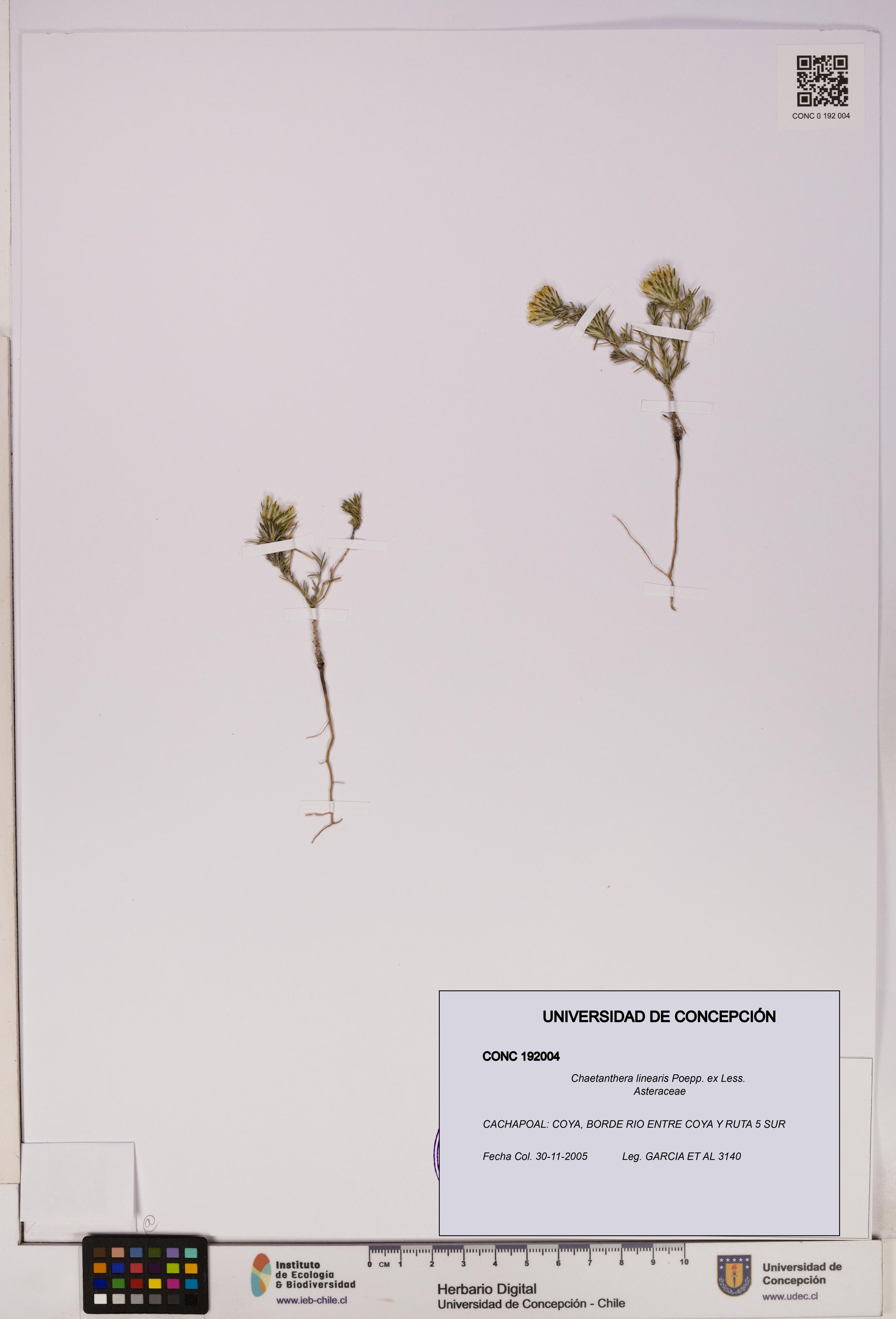 Chaetanthera linearis [Espécimen: UDEC:CONC:0192004]