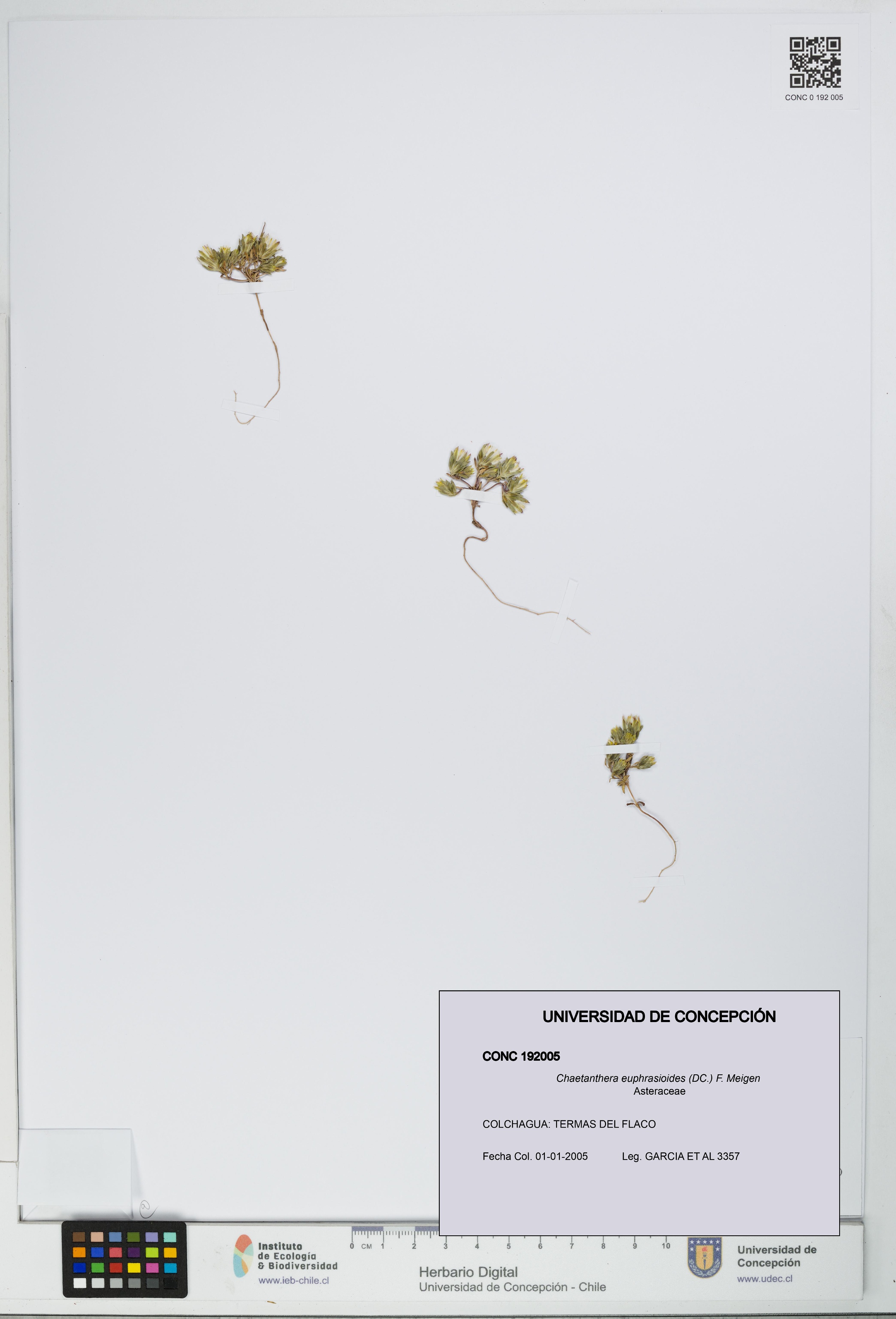 Chaetanthera euphrasioides [Espécimen: UDEC:CONC:0192005]
