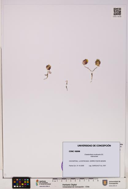 Chaetanthera multicaulis [Espécimen: UDEC:CONC:0192008]