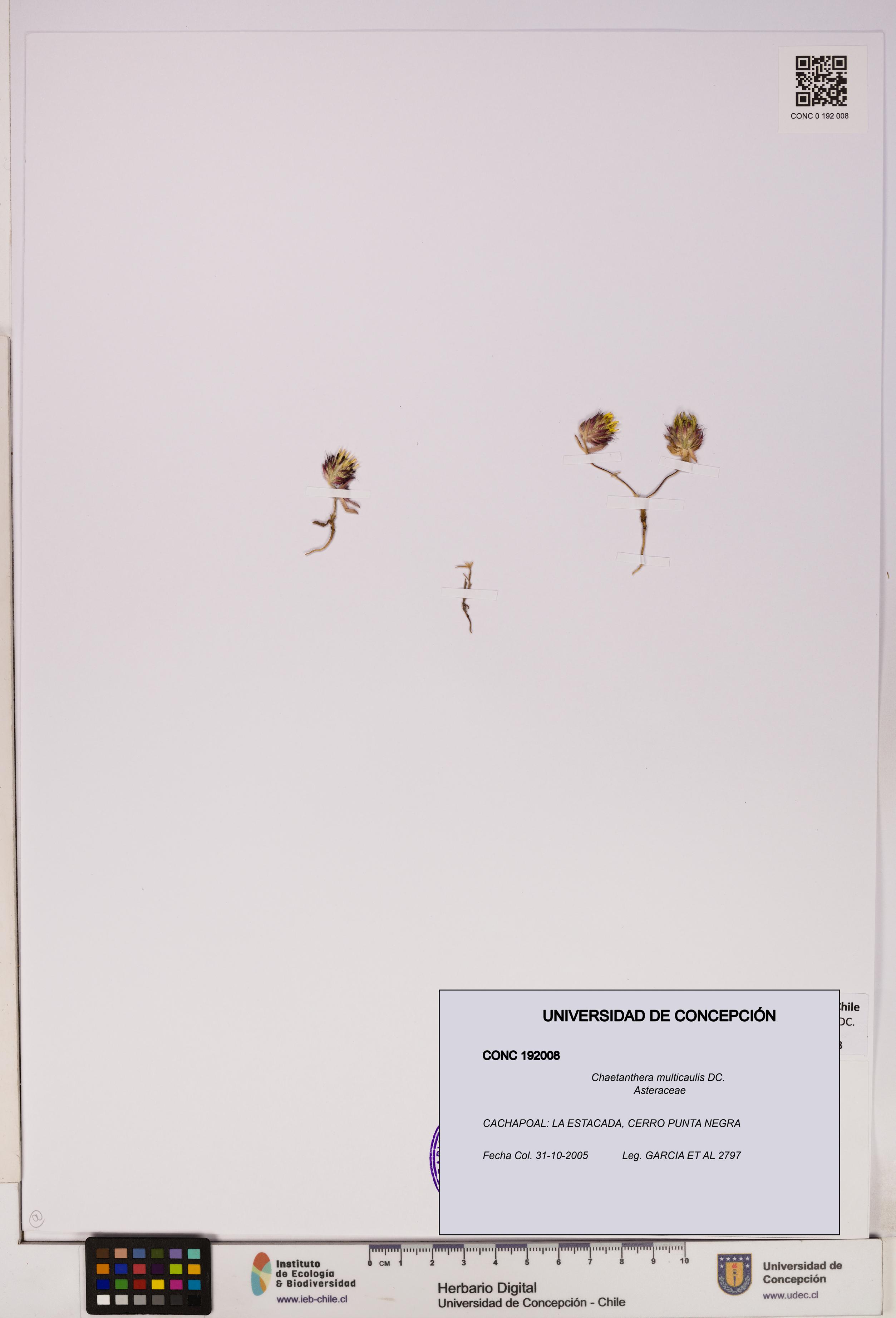 Chaetanthera multicaulis [Espécimen: UDEC:CONC:0192008]