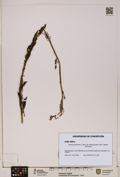Senecio eruciformis var. brachycephalus [Espécimen: UDEC:CONC:0192012]